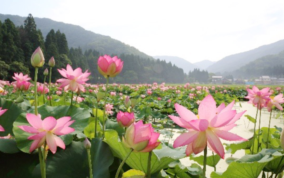 南条郡南越前町
