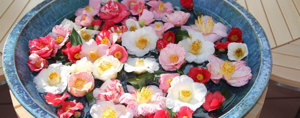 ���k���ŁE�x�R���ŁE�ΐ쌧�ŁE���䌧�Ł������̃����L���O���\�I