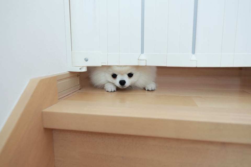 階段上に設置されたペットフェンスの隙間から顔を覗かせる白い犬