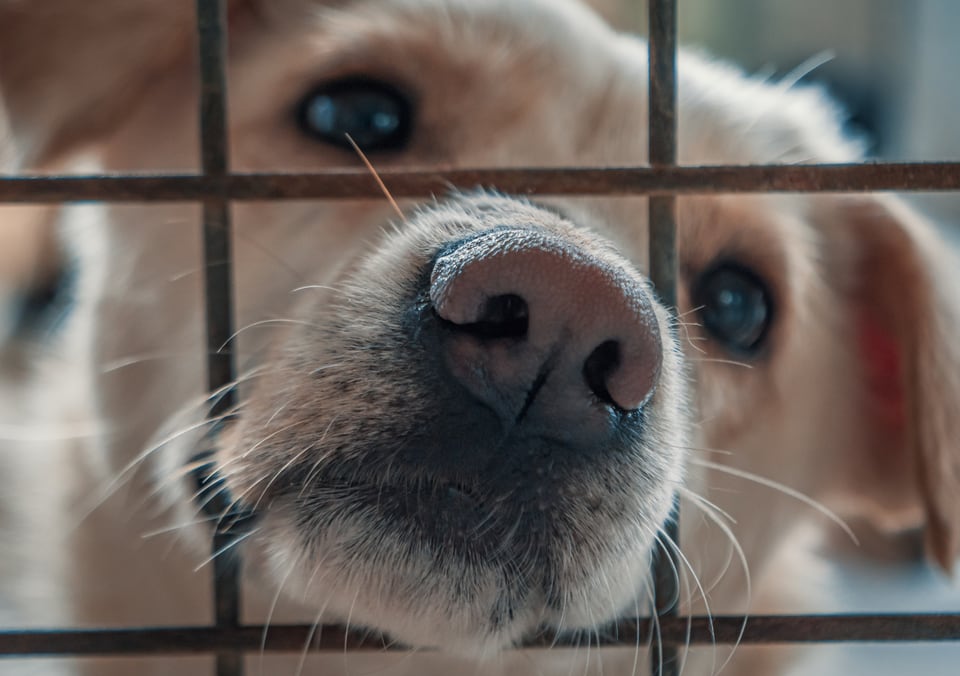 ペットフェンスから鼻を突き出す犬