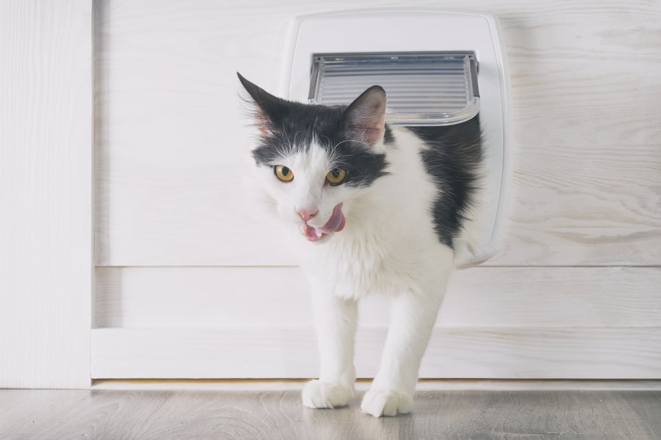 白い壁に設けられたペットドアをくぐり鳴き声をあげる猫