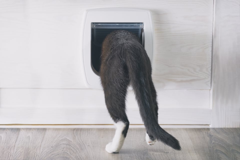 ペットドアをくぐって隣の部屋へ移動する猫