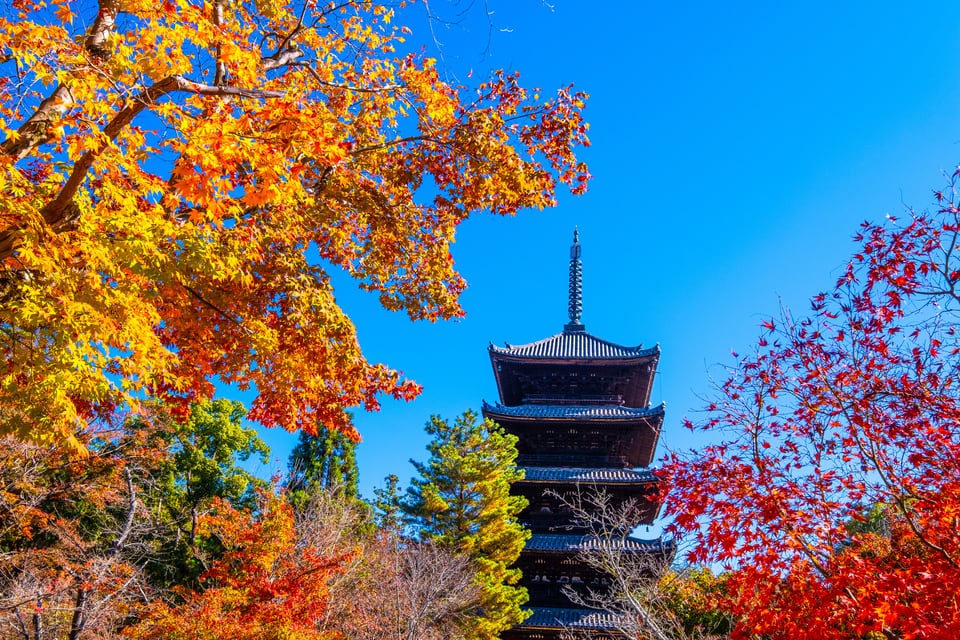 景観重要樹木に指定されている仁和寺の木々