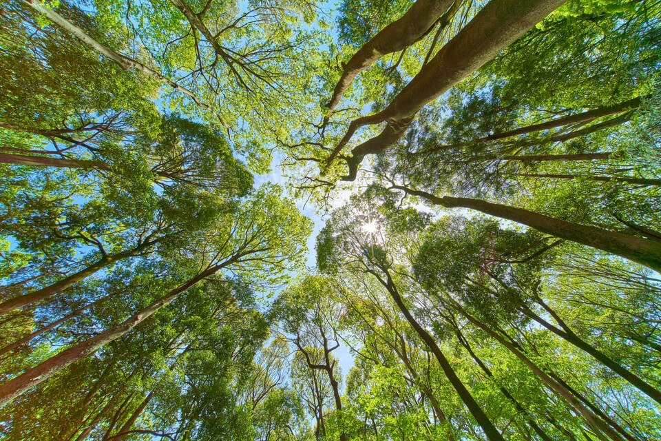 自然公園法に定められた公園にある巨木
