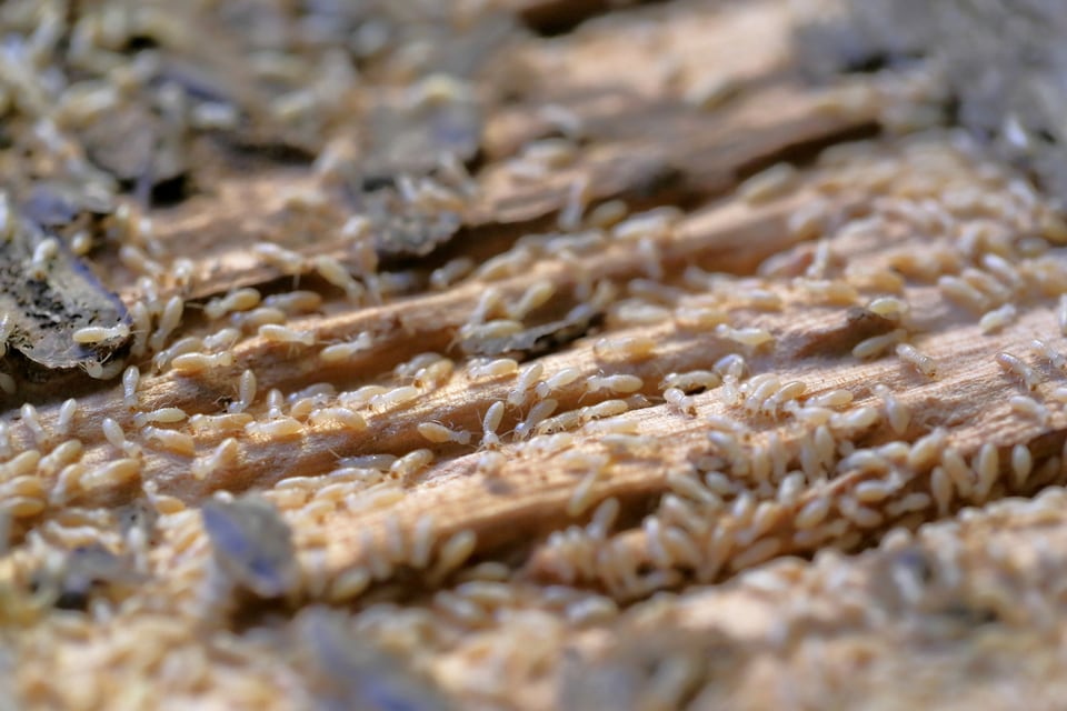 住宅の木材を食い散らかす大量のイエシロアリ