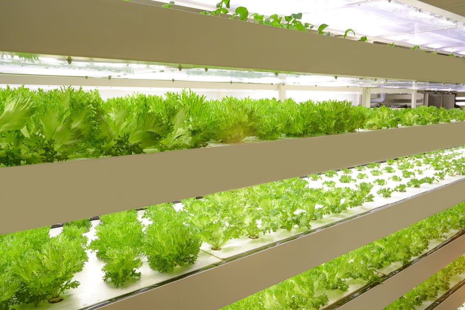 高輝度放電ランプで育成されている野菜などの植物