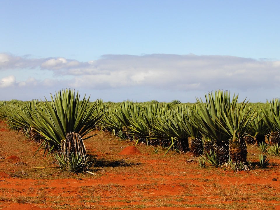 サイザル麻が育つマダガスカルのプランテーション