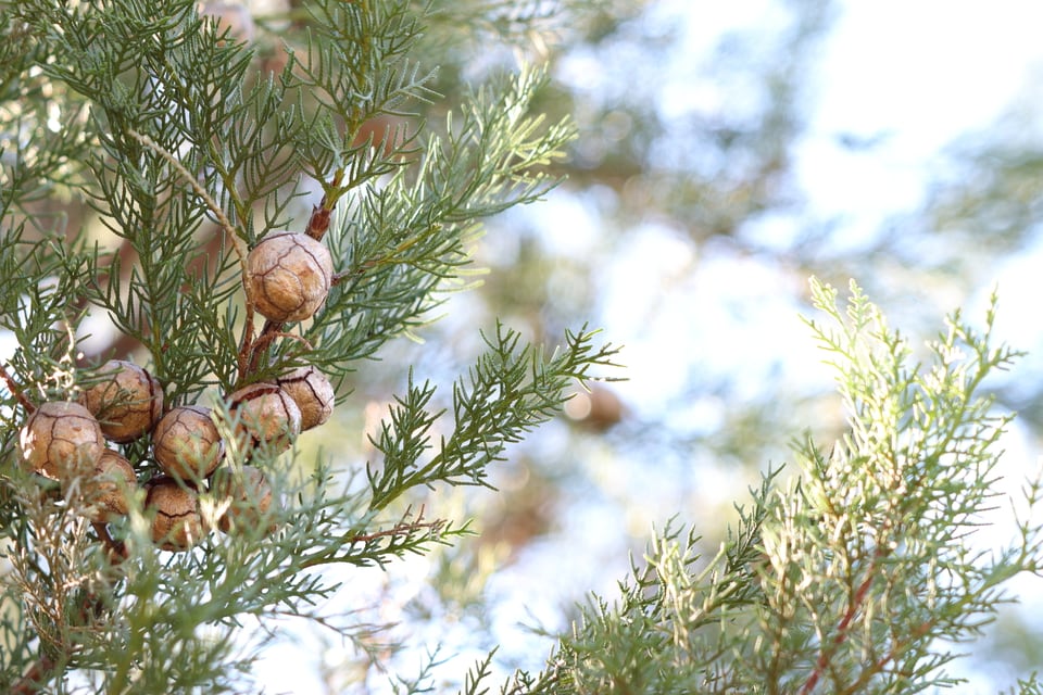 球果をつけたサイプレスの木