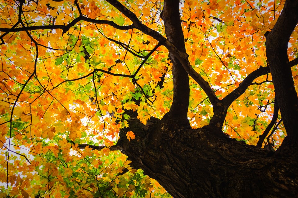 紅葉が美しいシュガーメイプルの大木