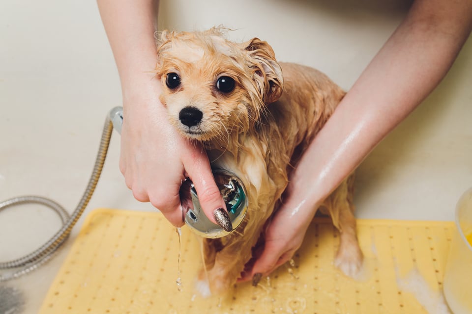 ハンドシャワーで犬についた泡を洗い流す人