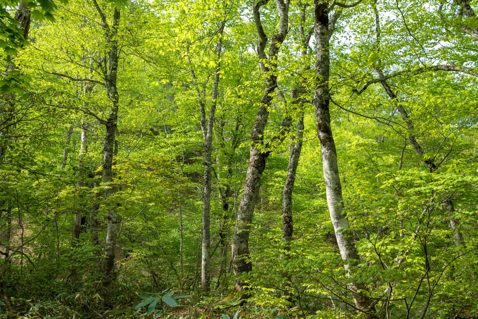 森に生い茂る新緑のブナの木々