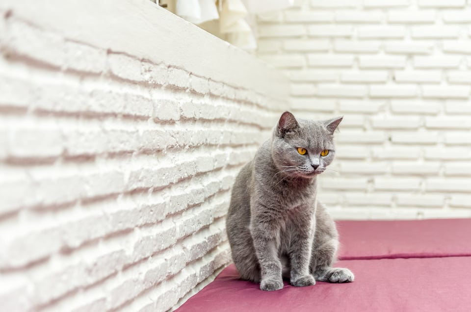 猫のひっかき傷でも安心のペット向け壁紙