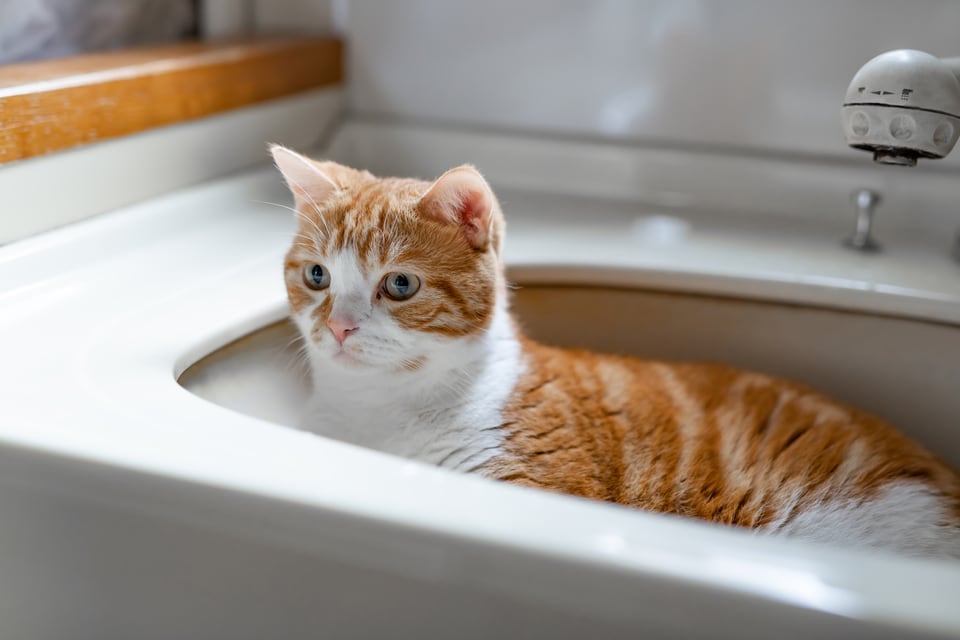ペット用洗面化粧台に入ってまったりしている猫