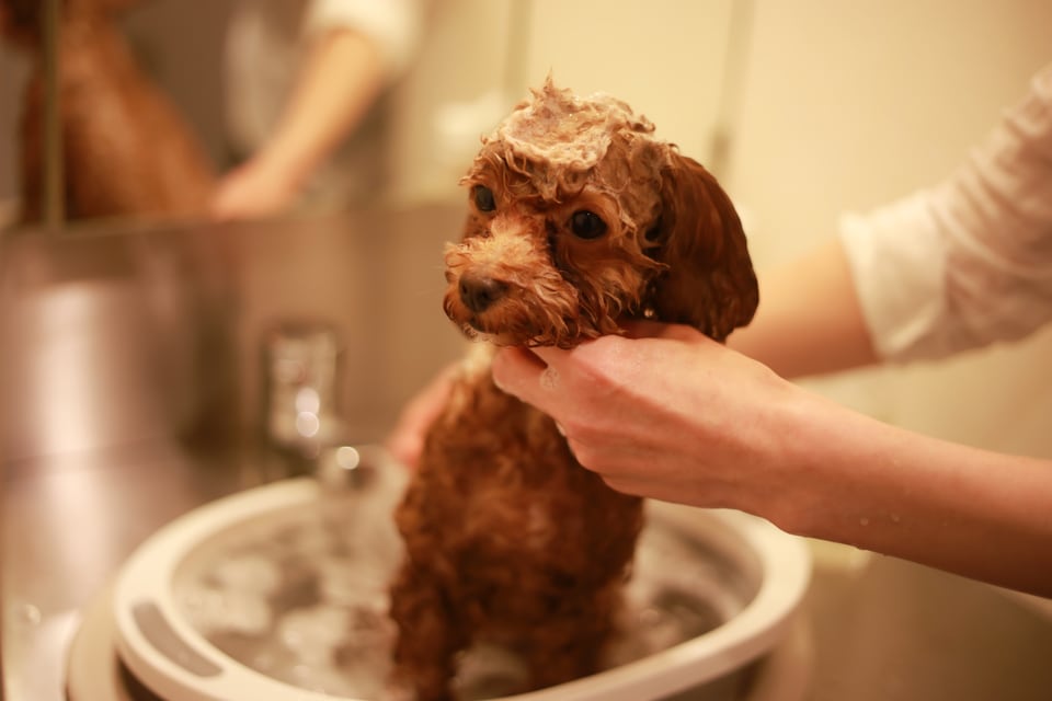 ペット用洗面化粧台でシャンプーされる犬