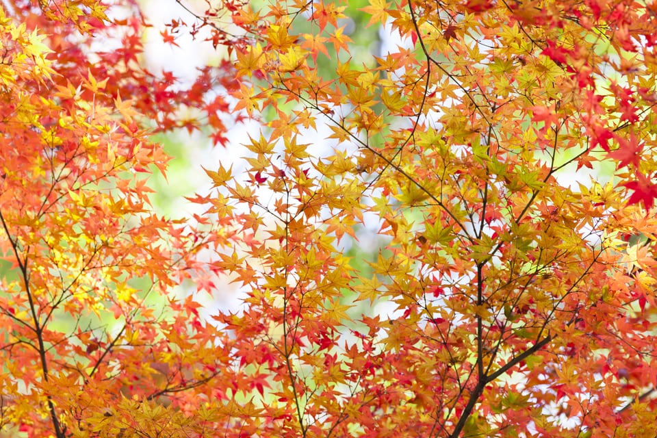 赤く色づいた紅葉時期のカエデ