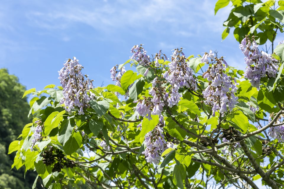 紫の花を咲かせるキリ