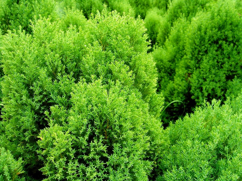 1年中美しい緑が楽しめる常緑樹である針葉樹のコニファー