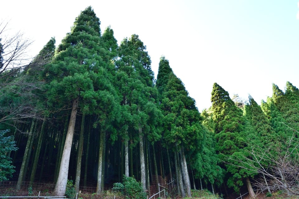 建築用材として加工する予定の植林された杉林