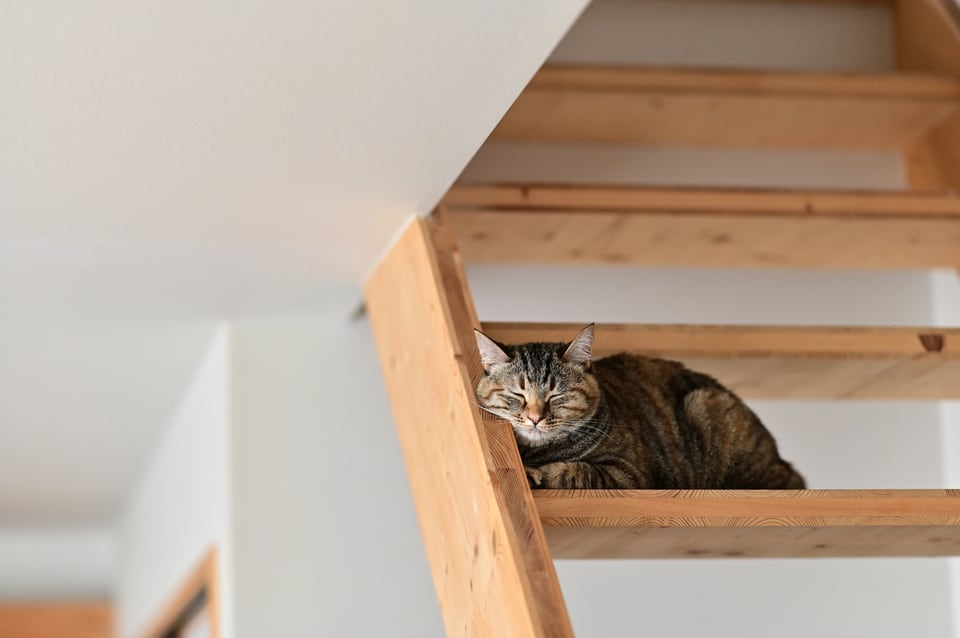 無等級材の木材の階段で目をつぶる猫