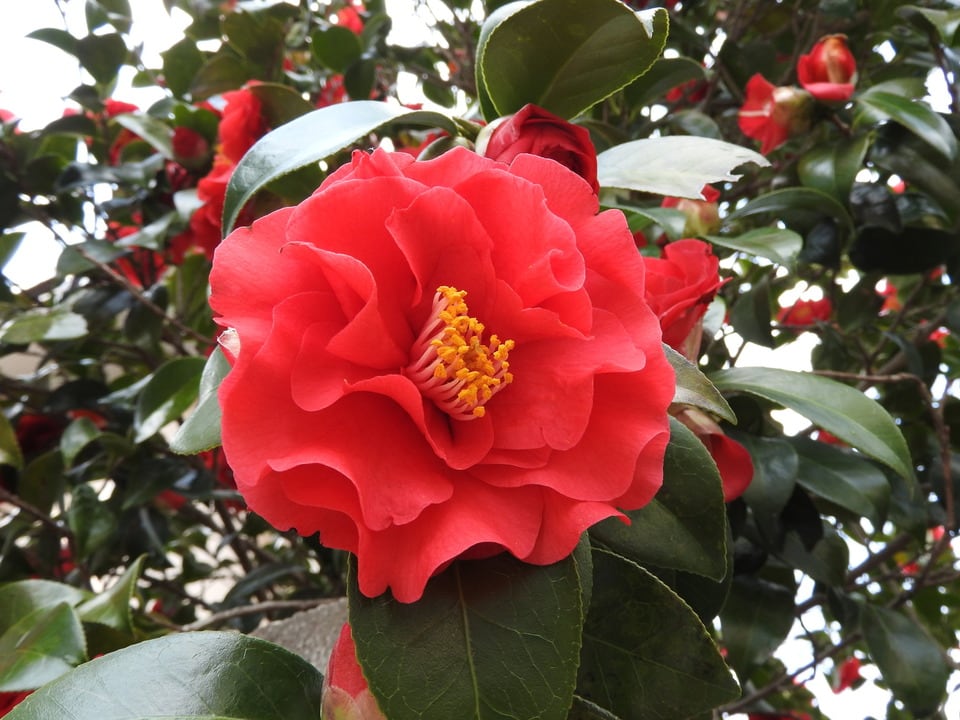 牡丹の花弁に似ていることに由来する牡丹杢