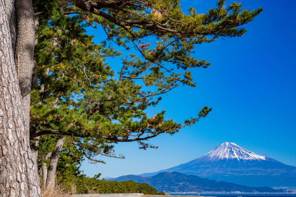青空の中の富士山を背景に生育するゴヨウマツ