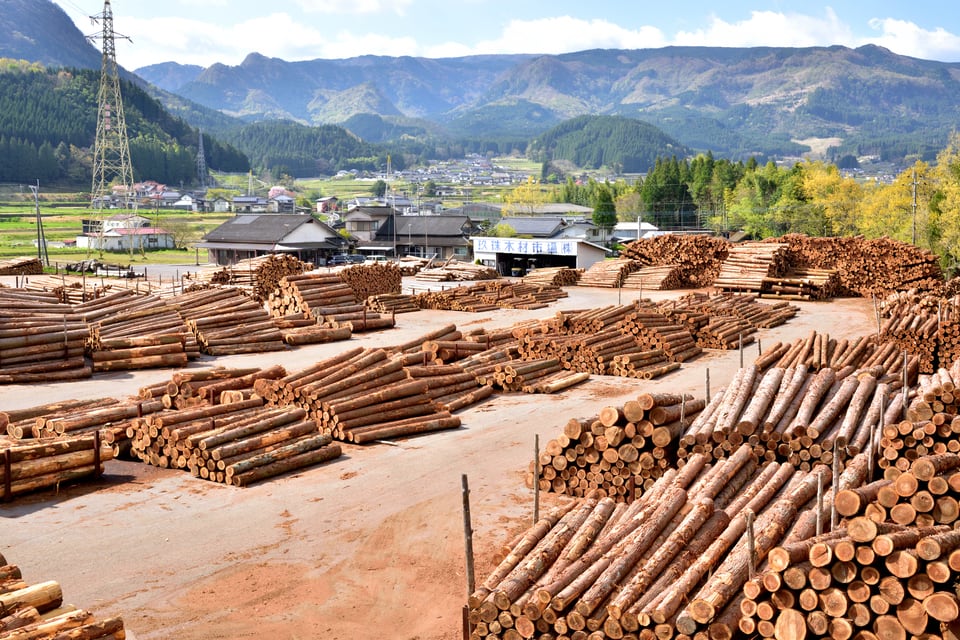 伐採された国産材を積み上げた製材所