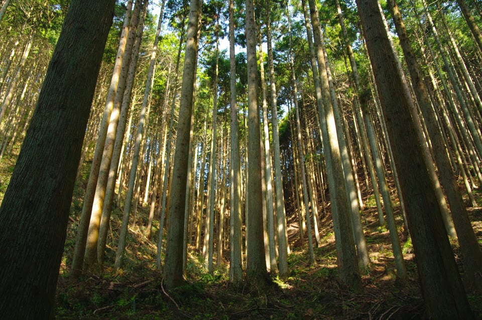 国産材を生み出す国内の人工林
