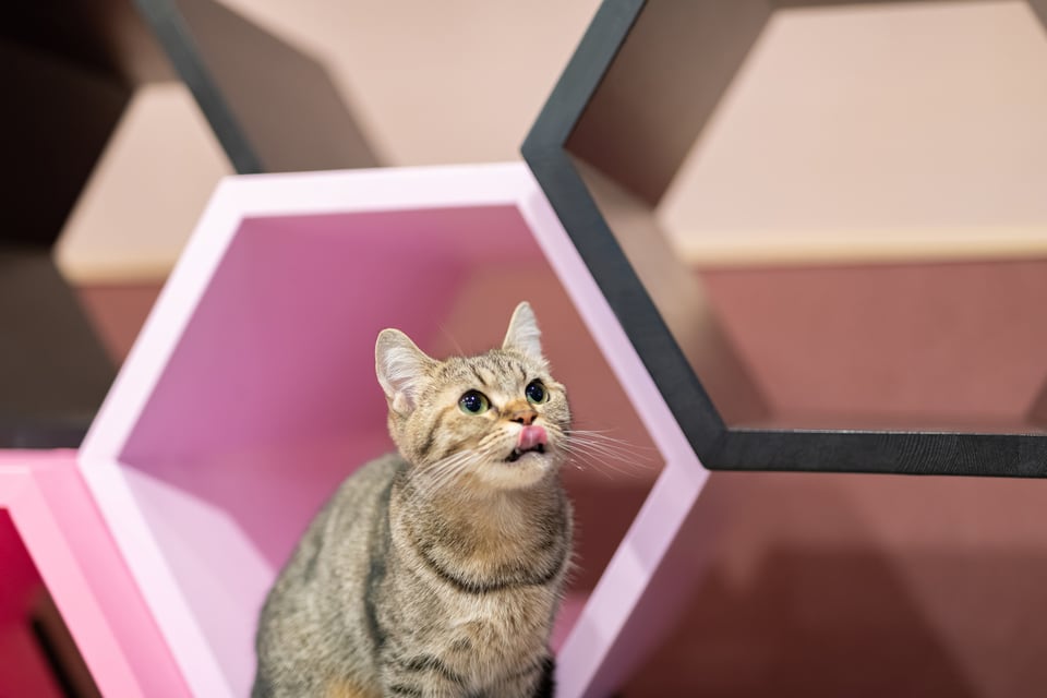 六角ハウスの前でキャットウォークに飛び乗ろうとしている猫