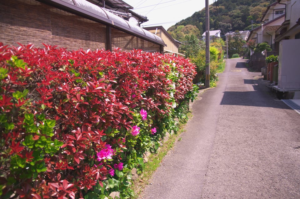花が咲いた生け垣と住宅街の風景