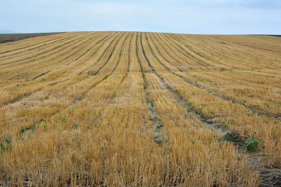 麦が植えられた広大な平坦地