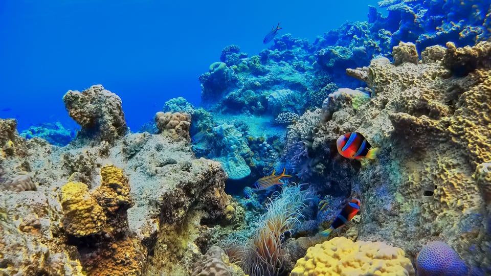 珊瑚礁の中を熱帯魚が泳ぐ海中公園地区
