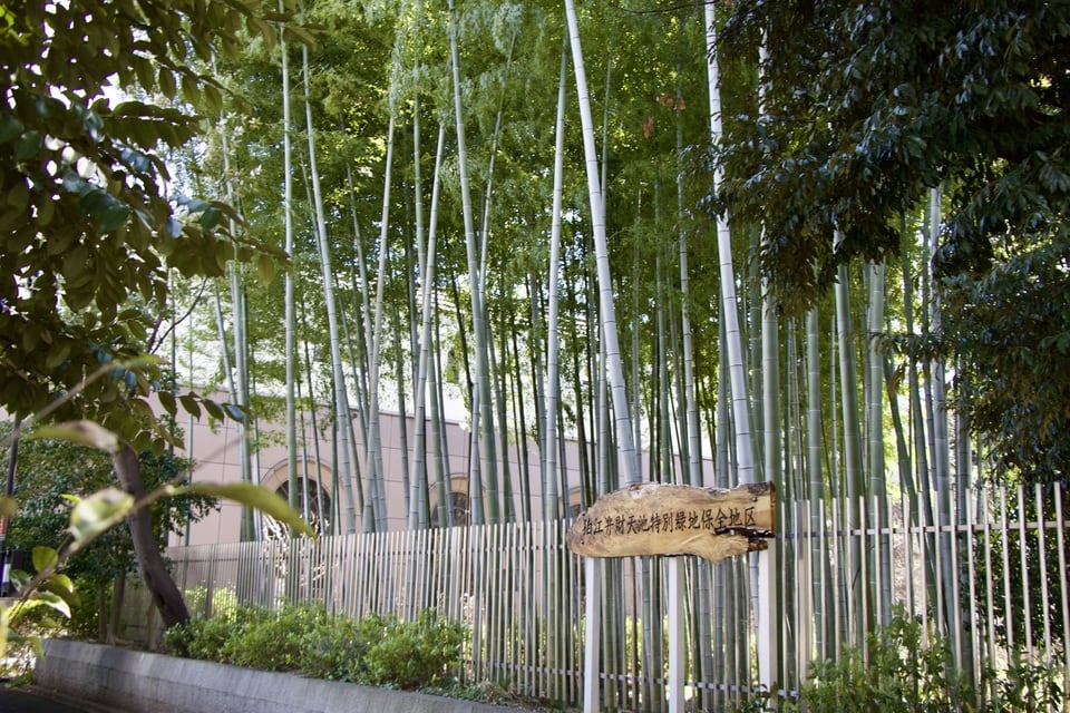 特別緑地保全地区である竹林に囲まれた狛江弁財天池