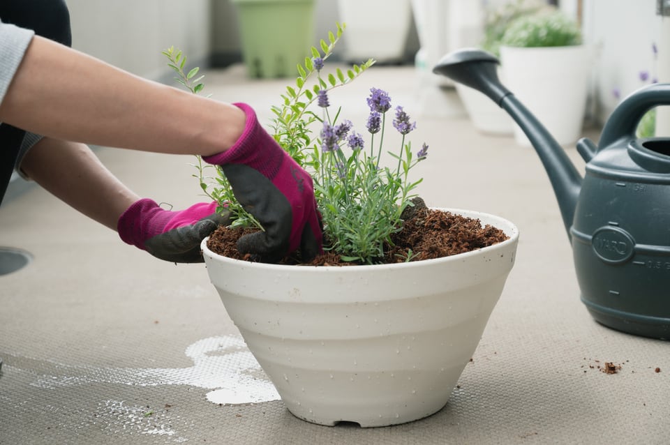 プランターガーデニングで寄せ植えをしている人