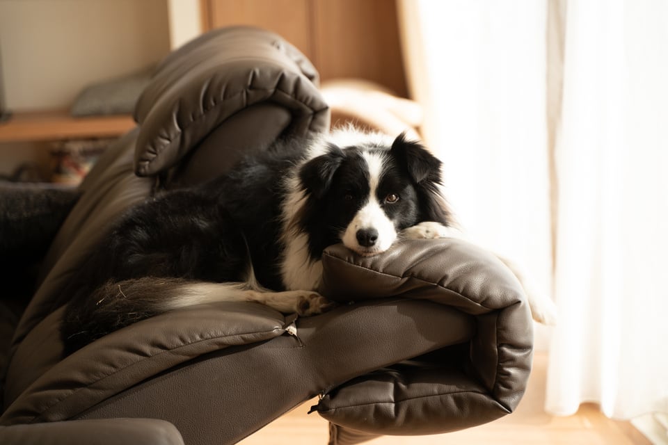 リクライニングソファの背もたれ部分で寝転がる子犬