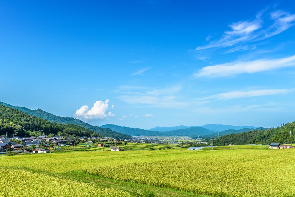 Iターンで移り住んだ、稲穂が見える田舎の風景