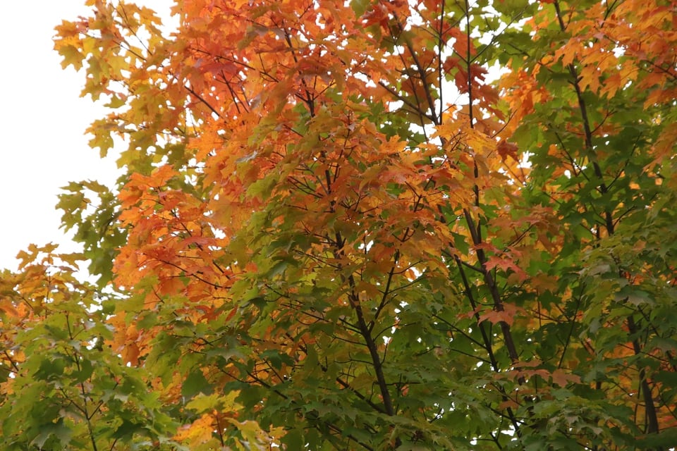 カナダ・ローレンシャン高原のウォーターメイプルの紅葉