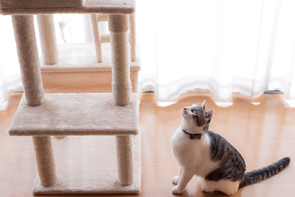 キャットタワーに飛び登ろうとしている猫