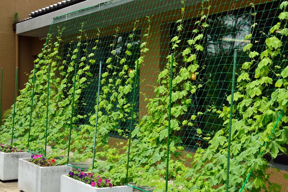 夏の暑さを和らげるために設置された小学校校舎横に設置されたグリーンカーテン
