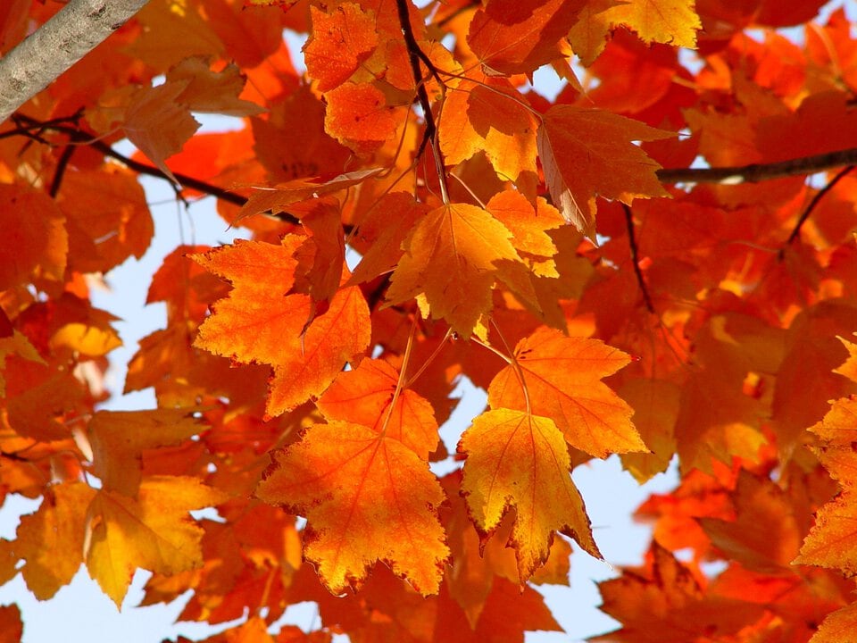 紅色に紅葉したレッドメイプル