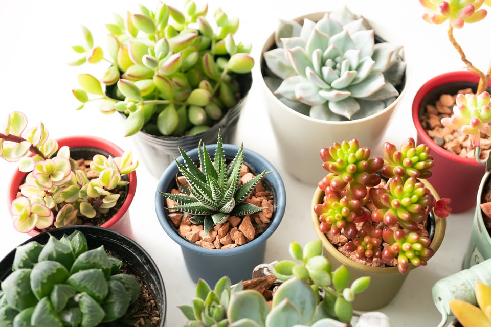 観葉植物などの用土として使われる鹿沼土