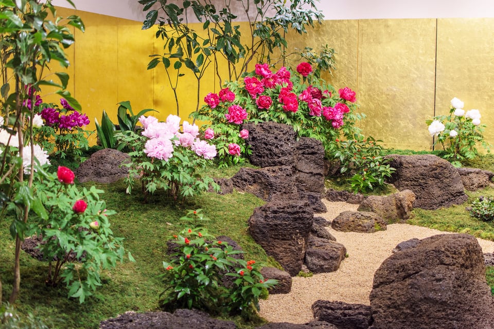 室内庭園で牡丹の花が咲いている様子