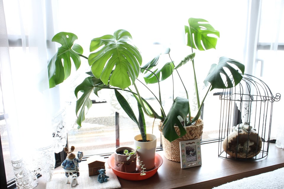 台形出窓で日光を浴びる観葉植物
