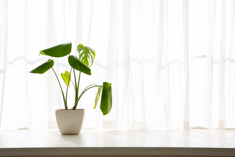 両袖片引き窓の窓辺に飾られた観葉植物