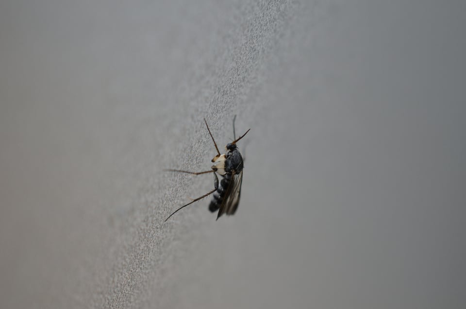 建築物の壁に止まっているキノコバエ