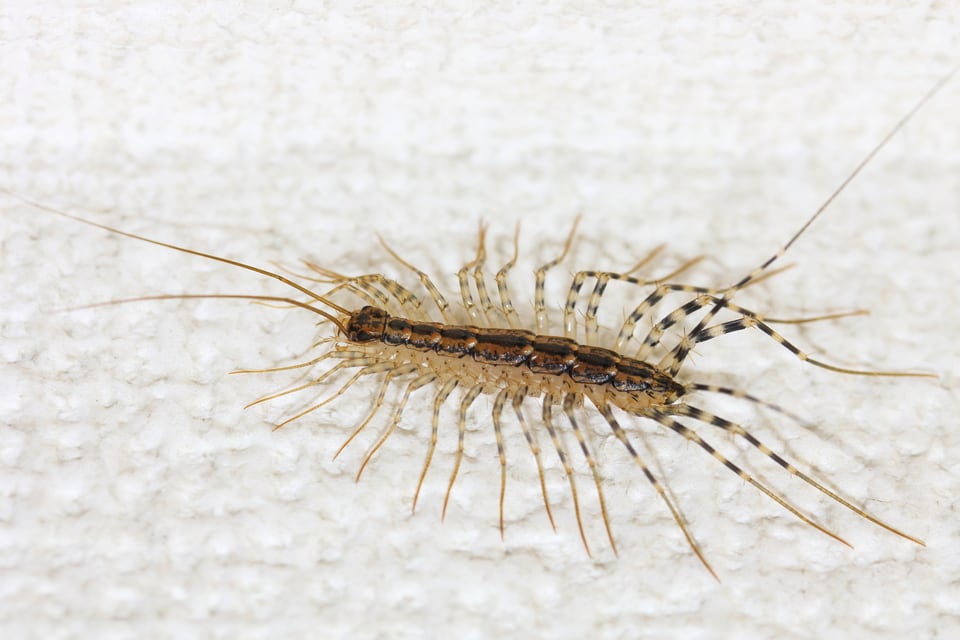 住宅の壁をよじ登るゲジ