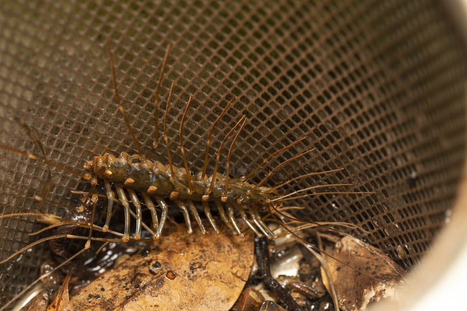 住宅や倉庫などに出るゲジ