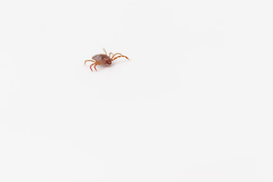 人やペットに被害をもたらすマダニ
