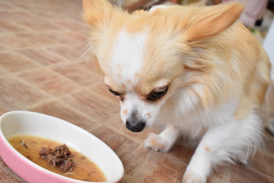 ペット対応床材の上で犬が餌を食べようとする様子