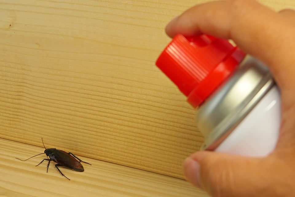 ヤマトゴキブリに殺虫剤を吹きかける様子