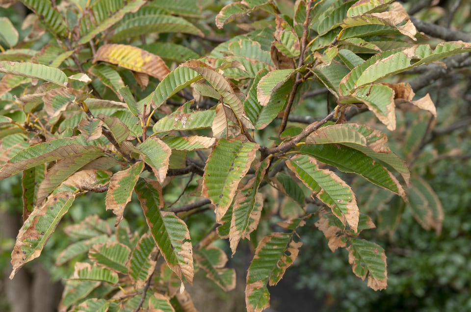 塩害を受け水分を上手く吸収できず枯れていく植物